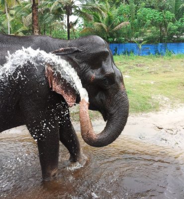 Elephant Shower