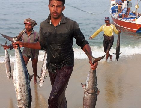 Fish Market