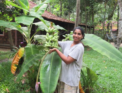 Banana farming
