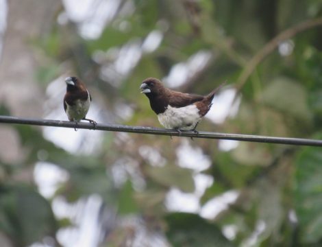 Bird watching